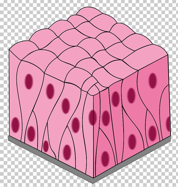 Simple Columnar Epithelium Simple Squamous Epithelium Pseudostratified Columnar Epithelium Stratified Squamous Epithelium PNG, Clipart, Angle, Cell, Dice, Heart, Human Body Free PNG Download