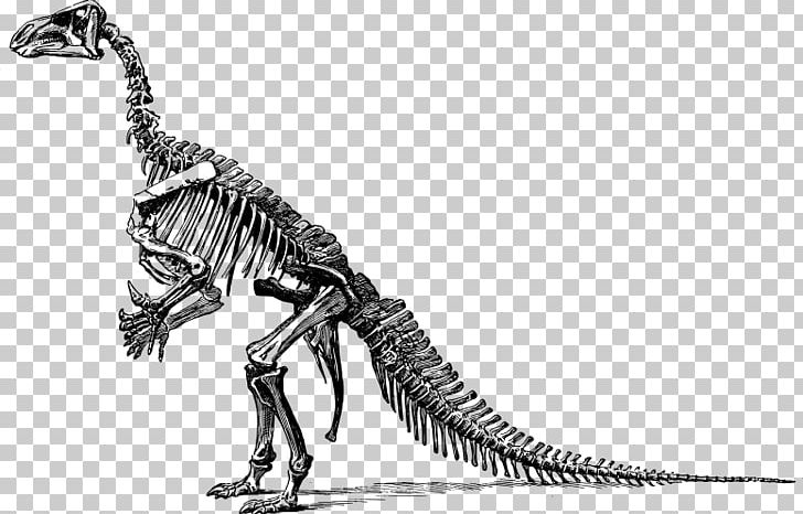 Tyrannosaurus Diplodocus Apatosaurus Triceratops Stegosaurus PNG, Clipart, Allosaurus, Animal Skeleton, Apatosaurus, Black And White, Bone Free PNG Download