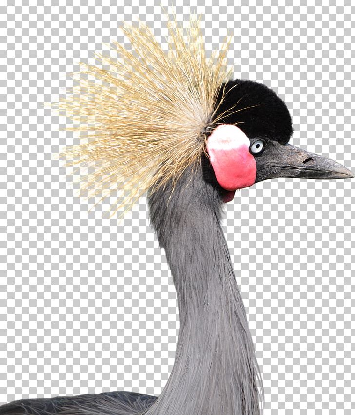 Bird Grey Crowned Crane PNG, Clipart, Animals, Balearica, Beak, Bird, Black Crowned Crane Free PNG Download
