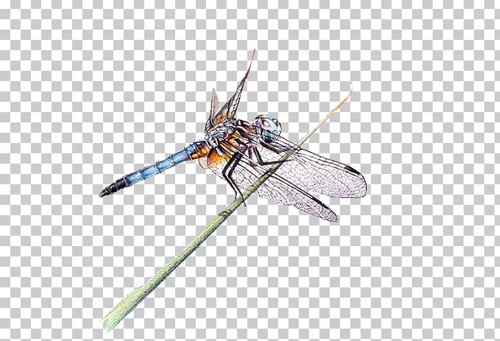 Dragonfly Insect PNG, Clipart, Art, Arthropod, Colored Pencil, Designer, Dragonflies And Damseflies Free PNG Download