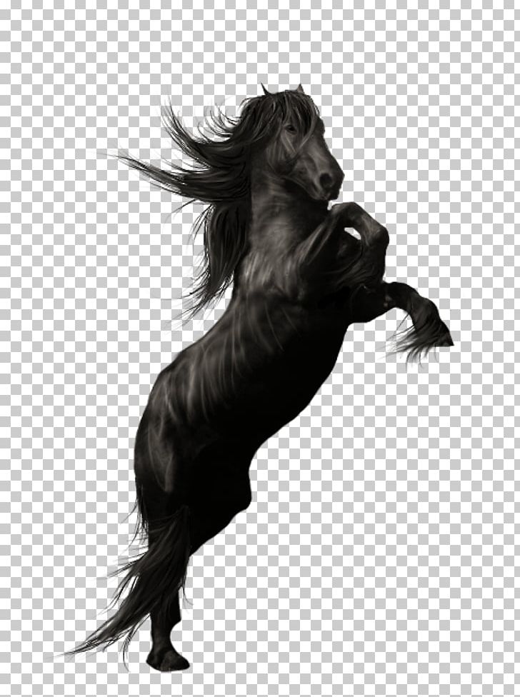 Friesian Horse Andalusian Horse American Quarter Horse Stallion PNG, Clipart, Animal, At Resimleri, Black, Black And White, Dog Like Mammal Free PNG Download