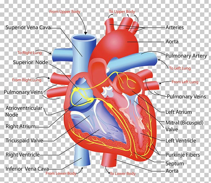 Heart Valve Circulatory System Anatomy Human Body PNG, Clipart, Anatomy, Aorta, Artery, Blood, Blood Vessel Free PNG Download