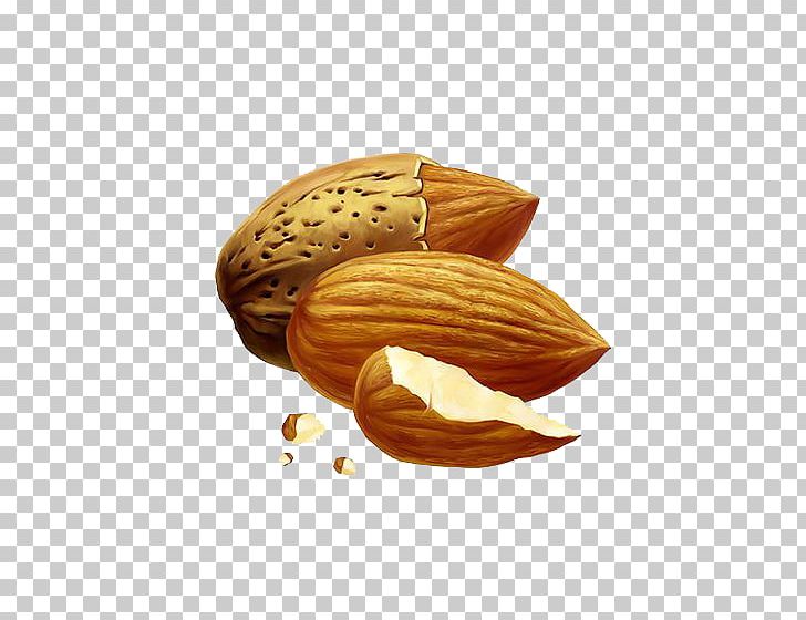 Nut Almond Drawing PNG, Clipart, Almond, Almond Free Png, Apricot Kernel, Balloon Cartoon, Boy Cartoon Free PNG Download