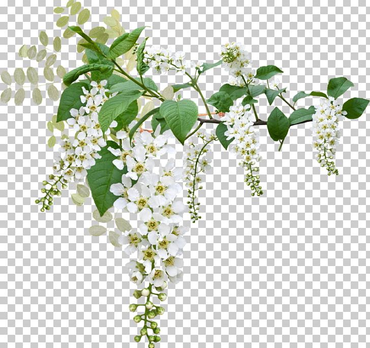 Prunus Padus Flower Blossom PNG, Clipart, Blossom, Branch, Clip Art, Conifer Cone, Crown Free PNG Download