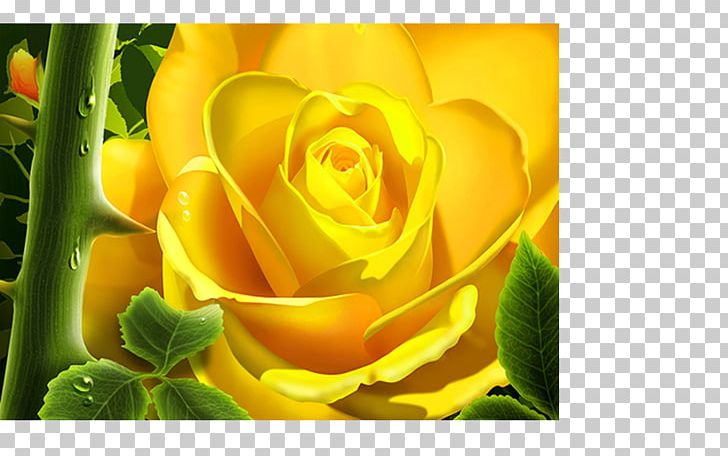 Rose Desktop Flower Yellow PNG, Clipart, 1080p, Blue, Closeup, Computer Wallpaper, Cut Flowers Free PNG Download