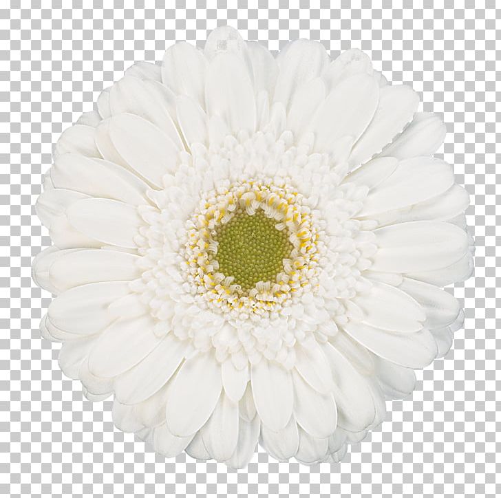 Transvaal Daisy White Cut Flowers Common Daisy PNG, Clipart, Asterales, Chrysanthemum, Chrysanths, Common Daisy, Cut Flowers Free PNG Download