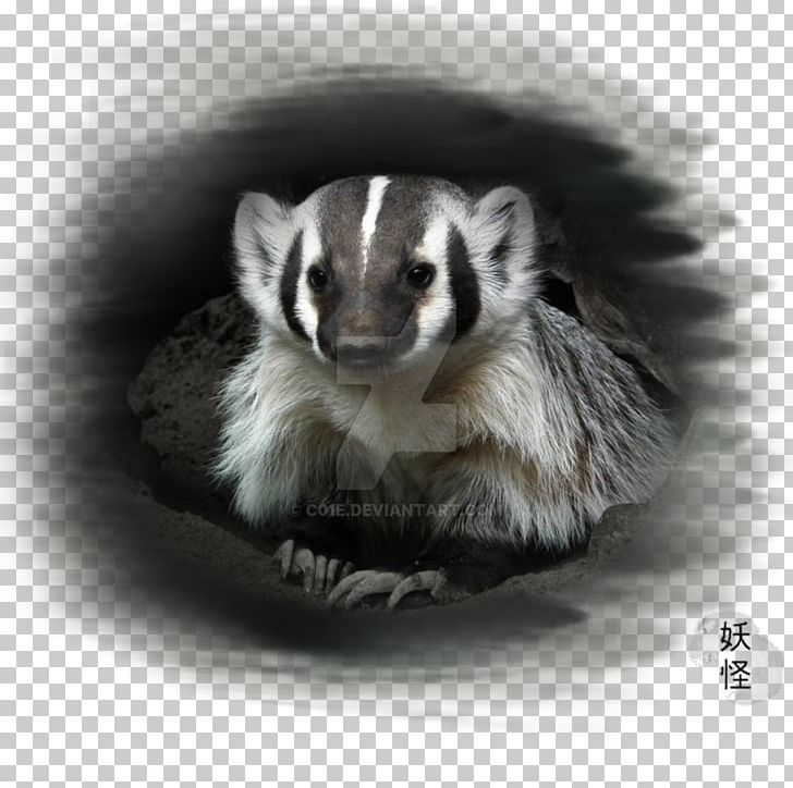 Ferret Badger Fur White Snout PNG, Clipart, Animals, Badger, Black And White, Fauna, Ferret Free PNG Download