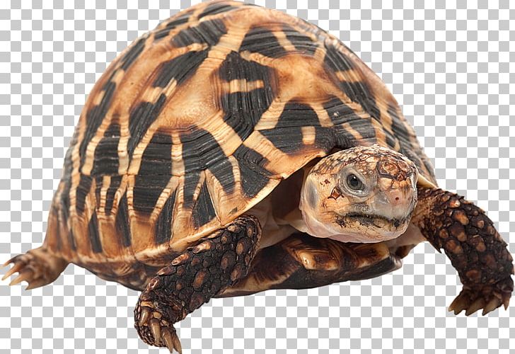 Indian Star Tortoise Chinese Stripe-necked Turtle Burmese Star Tortoise Reptile PNG, Clipart, Animal, Animals, Box Turtle, Burmese Star Tortoise, Carapace Free PNG Download