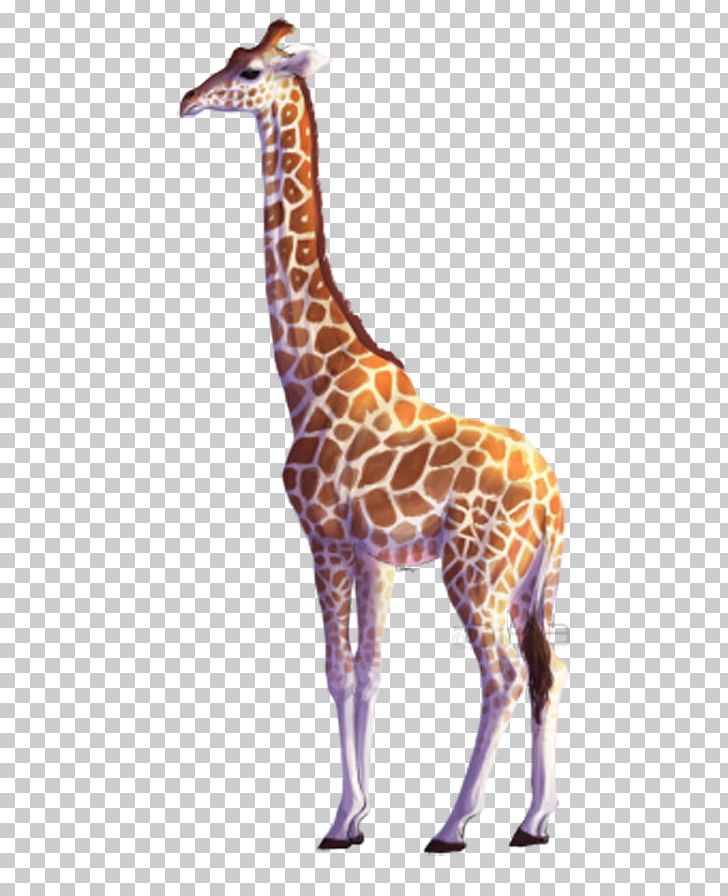 Northern Giraffe All About Giraffes Drawing PNG, Clipart, All About Giraffes, Animals, Backlit, Brown, Deer Head Free PNG Download