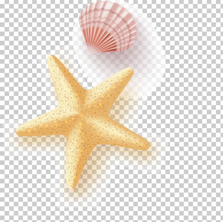 Starfish Euclidean Seashell PNG, Clipart, Animals, Beautiful, Biomass, Encapsulated Postscript, Happy Birthday Vector Images Free PNG Download