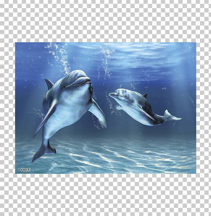 Bottlenose Dolphin Sea PNG, Clipart, Akvaryum, Animals, Bottlenose Dolphin, Cetacea, Computer Wallpaper Free PNG Download