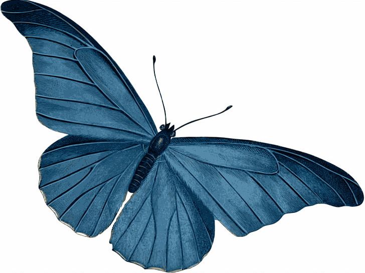 Butterfly Morpho Menelaus Blue PNG, Clipart, Arthropod, Blue, Blue Butterfly, Bluegreen, Brush Footed Butterfly Free PNG Download