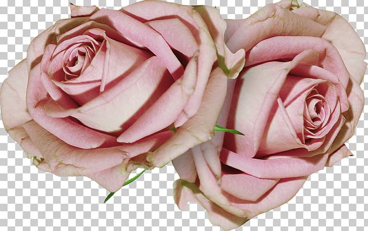 Garden Roses Cabbage Rose Floribunda Cut Flowers Floristry PNG, Clipart, Advertising, Beautiful Rose, Cut Flowers, Deco, Floribunda Free PNG Download