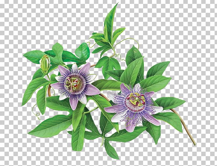 Green Tea Organic Food Flowering Tea Purple Passionflower PNG, Clipart, Bag, Cut Flowers, Flavor, Flower, Flowering Plant Free PNG Download