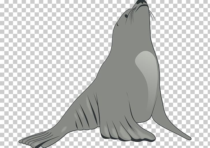 Seals & Sea Lions PNG, Clipart, Aquatic Animal, Art, Beak, Bird, Black And White Free PNG Download