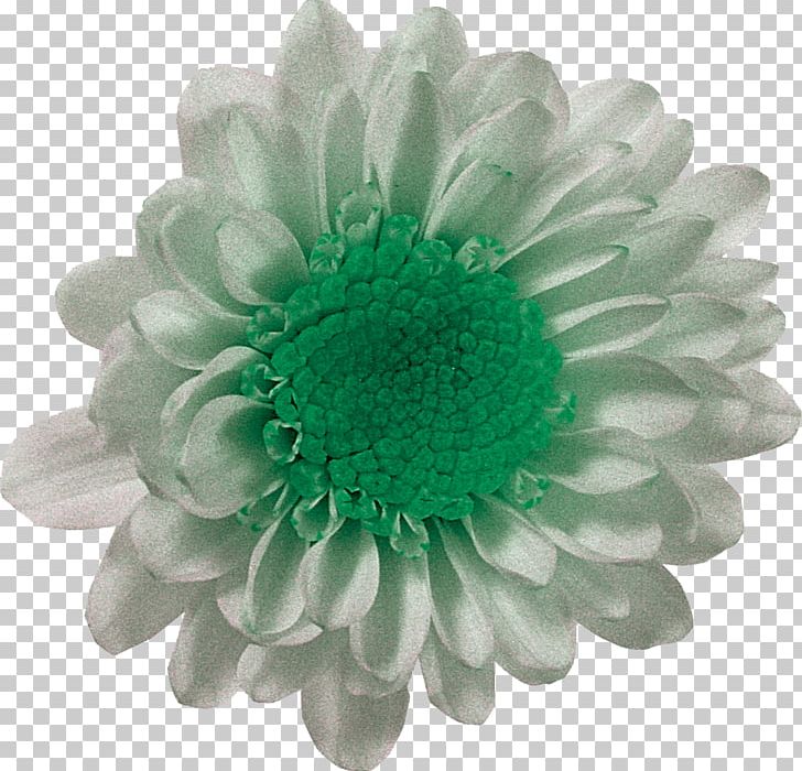 White Flower Petal Chrysanthemum PNG, Clipart, Chrysanthemum, Chrysanths, Color, Daisy Family, Dream Free PNG Download
