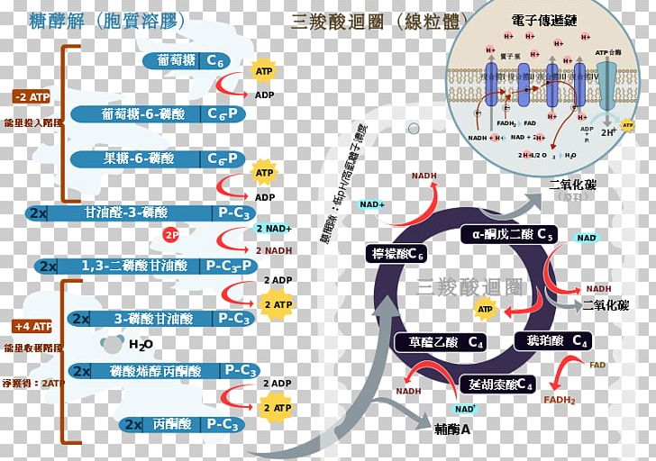 Citric Acid Cycle Electron Transport Chain Cellular Respiration Glycolysis Redox PNG, Clipart, Acetylcoa, Adenosine Triphosphate, Anaerobic Respiration, Area, Biochemistry Free PNG Download