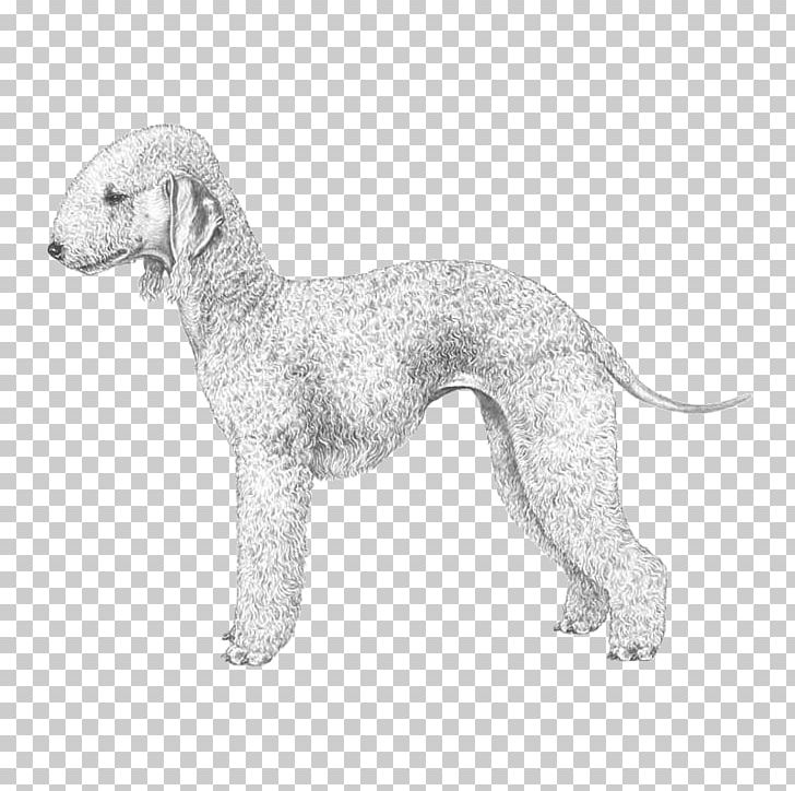 Dog Breed Whippet Bedlington Terrier Italian Greyhound PNG, Clipart, Animal, Animal Husbandry, Animals, Bedlington, Bedlington Terrier Free PNG Download