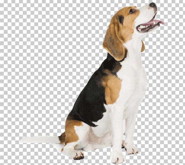 Harrier English Foxhound Beagle American Foxhound Grand Anglo-Français Tricolore PNG, Clipart, American Foxhound, Background, Basset Artesien Normand, Beagle, Carnivoran Free PNG Download