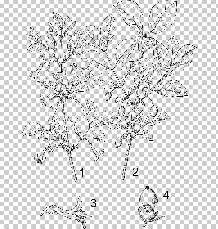 Orange Honeysuckle Common Honeysuckle Coral Honeysuckle Tatarian Honeysuckle Flower PNG, Clipart, Black And White, Botany, Branch, Cut Flowers, Drawing Free PNG Download