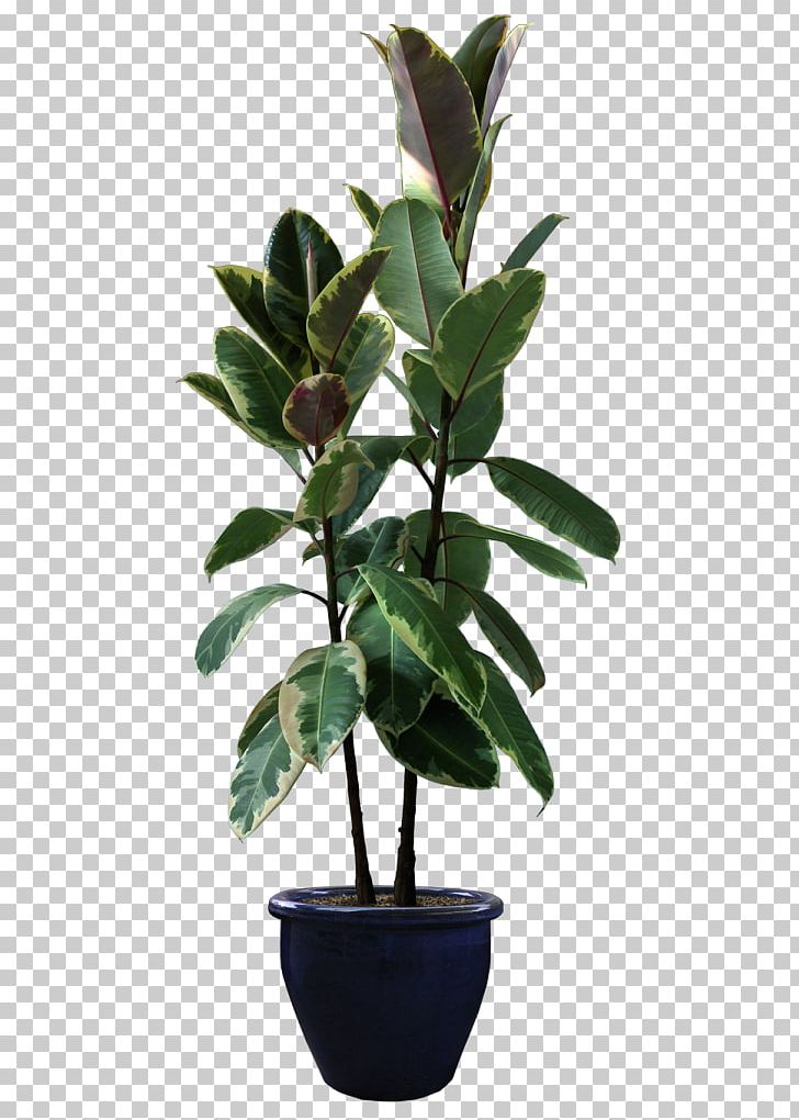 Rubber Fig Houseplant Flowerpot PNG, Clipart, Bonsai, Desktop Wallpaper, Fiddleleaf Fig, Fig Trees, Flower Free PNG Download