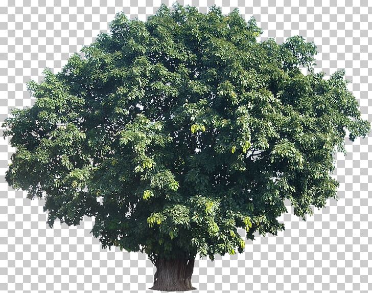 Tree Woody Plant Tropics Bilimbi PNG, Clipart, Bilimbi, Branch, Cinar Mahallesi Muhtarligi, Evergreen, Ficus Religiosa Free PNG Download
