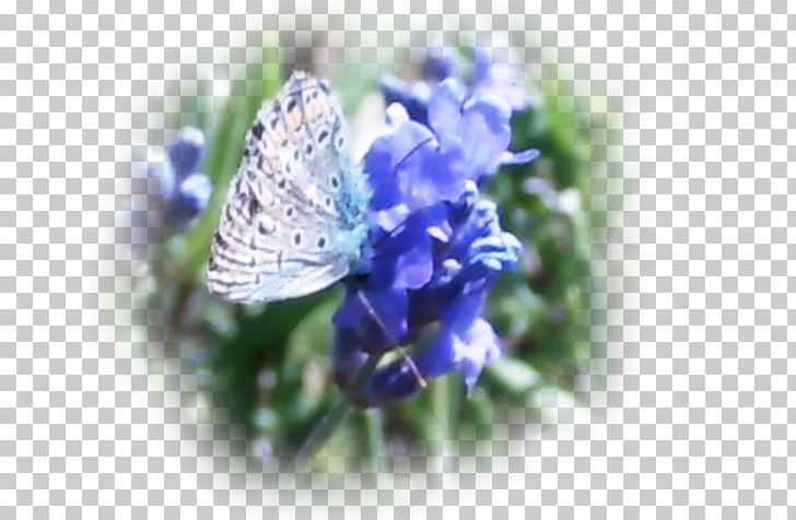 Gossamer-winged Butterflies Lavender PNG, Clipart, Blue, Butterfly, Flower, Insect, Invertebrate Free PNG Download