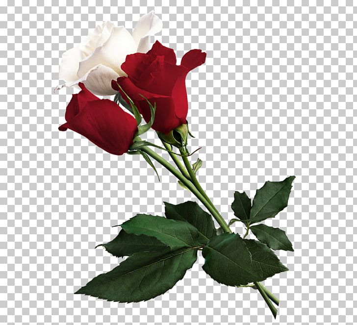 Rose White Flower Red PNG, Clipart, Annual Plant, Bud, China Rose, Cut Flowers, Floribunda Free PNG Download