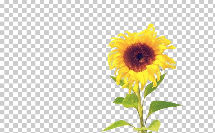 Tablet Computer Computer Monitor PNG, Clipart, 4k Resolution, Bloom, Daisy Family, Flower, Flower Arranging Free PNG Download