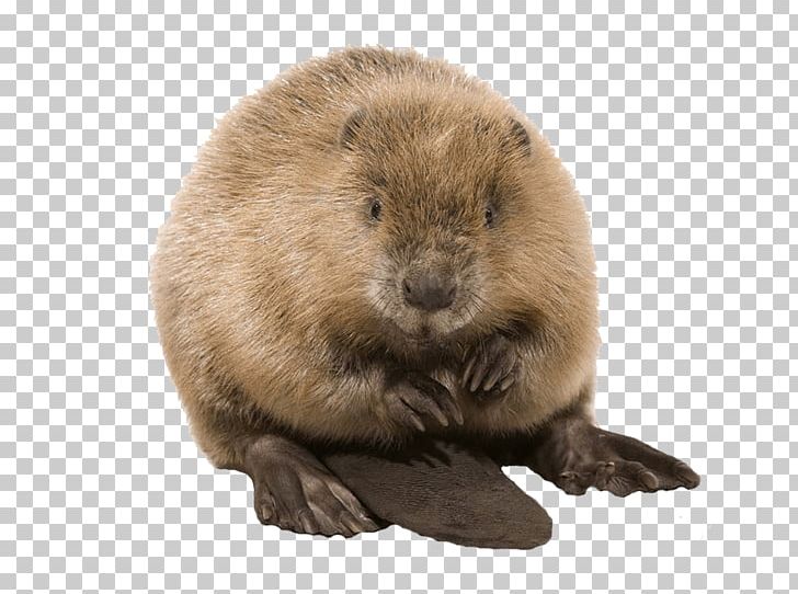 Beaver PNG, Clipart, Animals, Beaver, Computer Icons, Desktop Wallpaper, Display Resolution Free PNG Download
