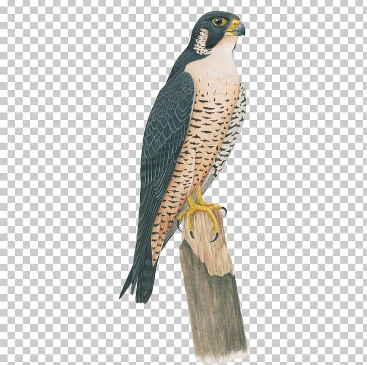 Birds Of North America Peregrine Falcon Anna's Hummingbird PNG, Clipart, Animal, Animals, Annas Hummingbird, Beak, Bird Free PNG Download