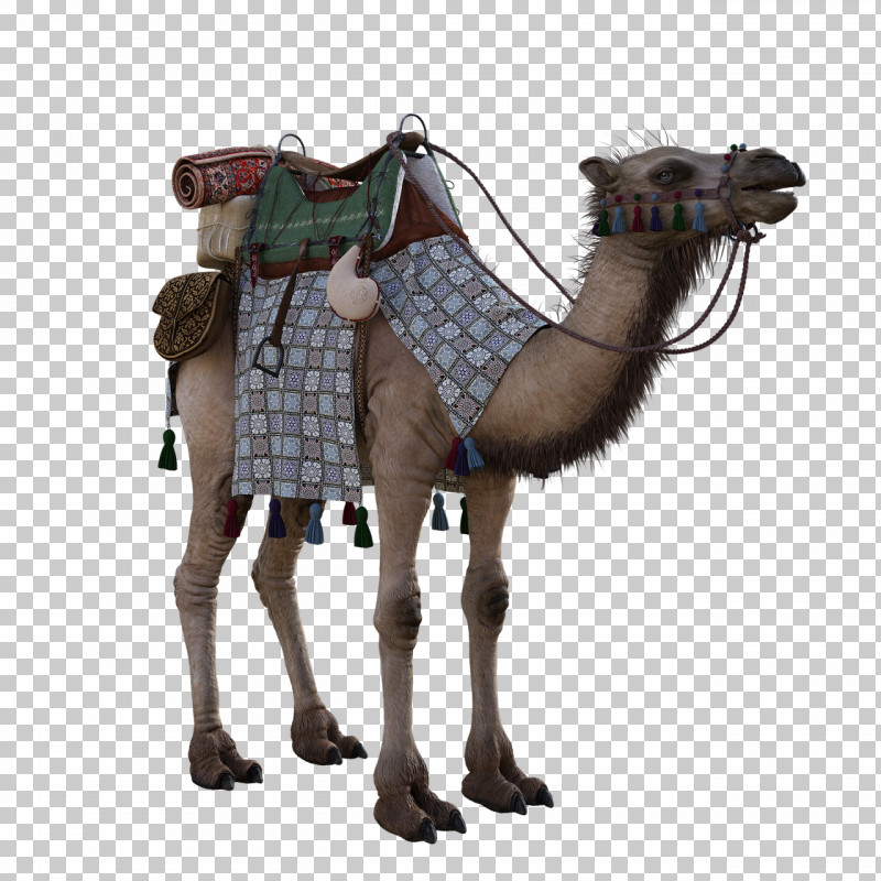 Camel Camelid Arabian Camel Horse Tack Brown PNG, Clipart, Animal Figure, Arabian Camel, Brown, Camel, Camelid Free PNG Download