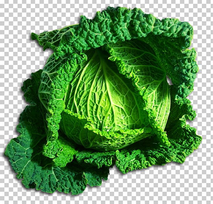 Cabbage Vegetable Romaine Lettuce PNG, Clipart, Broccoli, Brussels Sprout, Cabbage, Clip Art, Collard Greens Free PNG Download
