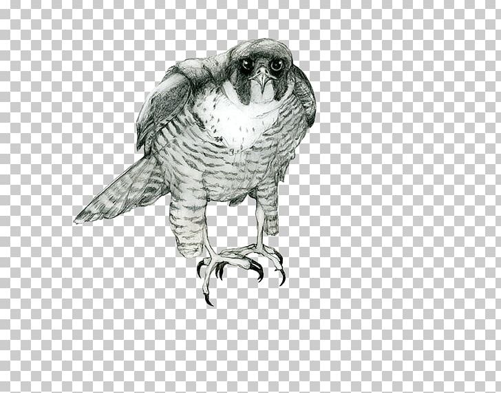 Owl Hawk Drawing Beak /m/02csf PNG, Clipart, Animals, Beak, Bird, Bird Of Prey, Drawing Free PNG Download