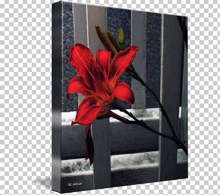 Jersey Lily Indian Shot Canna Frames PNG, Clipart, Amaryllis, Amaryllis Belladonna, Art, Belladonna, Canna Free PNG Download