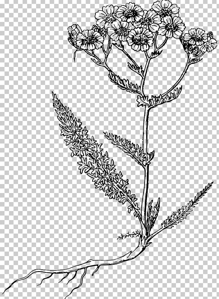Yarrow Computer Icons Drawing PNG, Clipart, Black And White, Branch, Common, Computer Icons, Drawing Free PNG Download