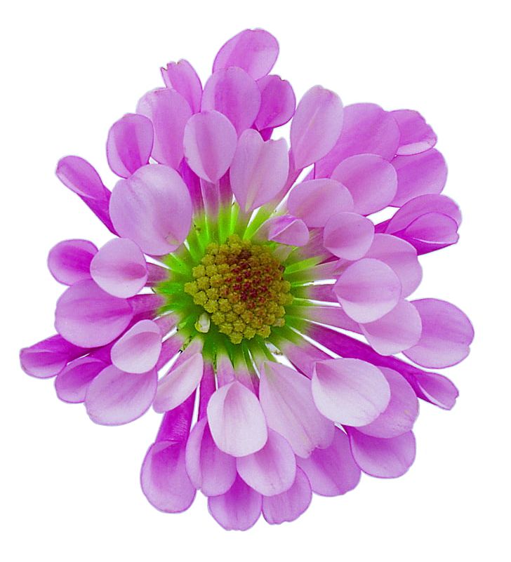 Flower Resolution Desktop PNG, Clipart, Annual Plant, Aster, Chrysanths, Dahlia, Daisy Family Free PNG Download