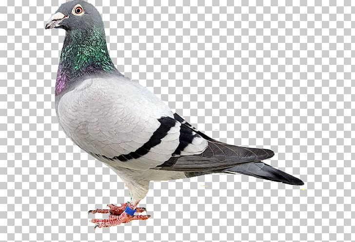 Luzhou District Homing Pigeon Columbidae Sanchong District Stock Dove PNG, Clipart, Animal, Animals, Beak, Bird, Columbidae Free PNG Download
