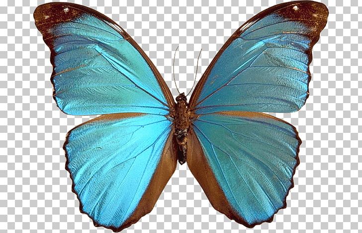 That's Dancing Dance Butterfly Photography PNG, Clipart,  Free PNG Download