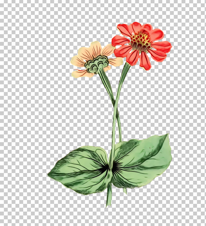 Plant Stem Cut Flowers Flowerpot Petal Herbaceous Plant PNG, Clipart, Biology, Cut Flowers, Flora, Flower, Flowerpot Free PNG Download