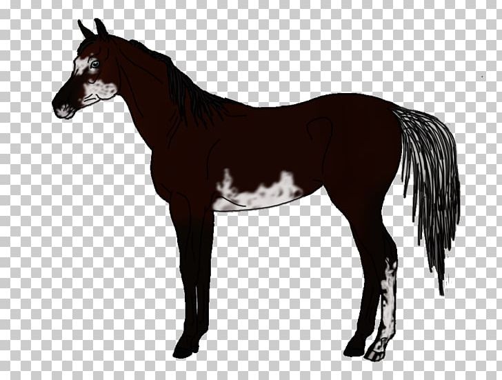 American Quarter Horse Arabian Horse Friesian Horse Thoroughbred Stallion PNG, Clipart, Angry Bull, Appaloosa, Arabian Horse, Black, Breed Free PNG Download