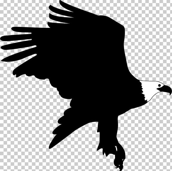 Bald Eagle Bird PNG, Clipart, Agricultural Land, Animals, Bald Eagle, Beak, Bird Free PNG Download
