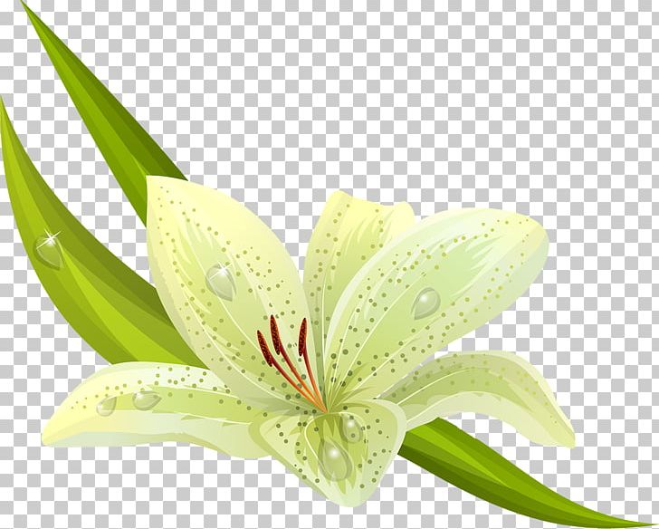 Easter Lily Flower Tiger Lily PNG, Clipart, Amaryllis, Amaryllis Belladonna, Chamomile, Easter Lily, Flower Free PNG Download