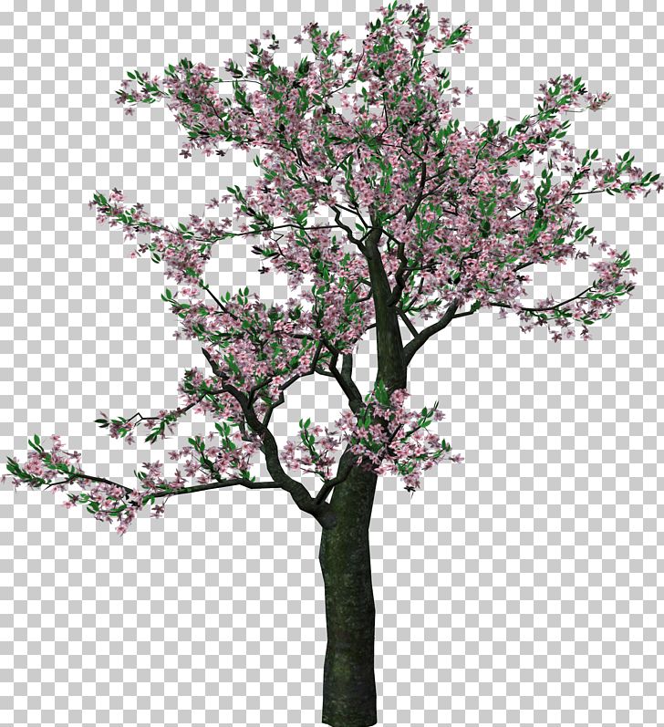 Tree PNG, Clipart, Blossom, Branch, Cherry Blossom, Clip Art, Clipart Free PNG Download