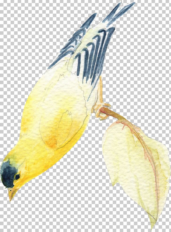 Watercolor Painting Ink Wash Painting Bird Feather PNG, Clipart, Animals, Beak, Bird, Common Pet Parakeet, Fauna Free PNG Download