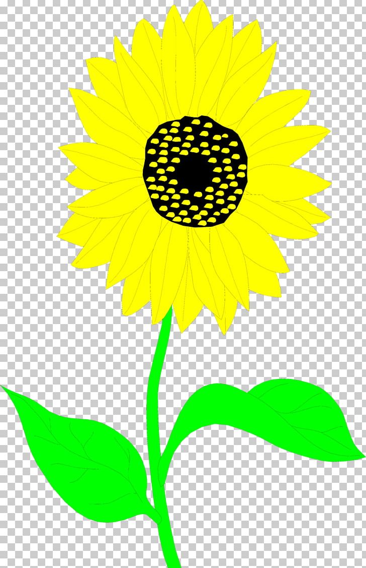 Common Sunflower Drawing PNG, Clipart, Art, Artwork, Black And White, Common Sunflower, Cut Flowers Free PNG Download