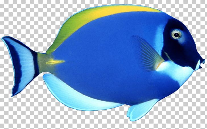 Fish PNG, Clipart, Adorable, Animals, Beak, Blue, Catlover Free PNG Download