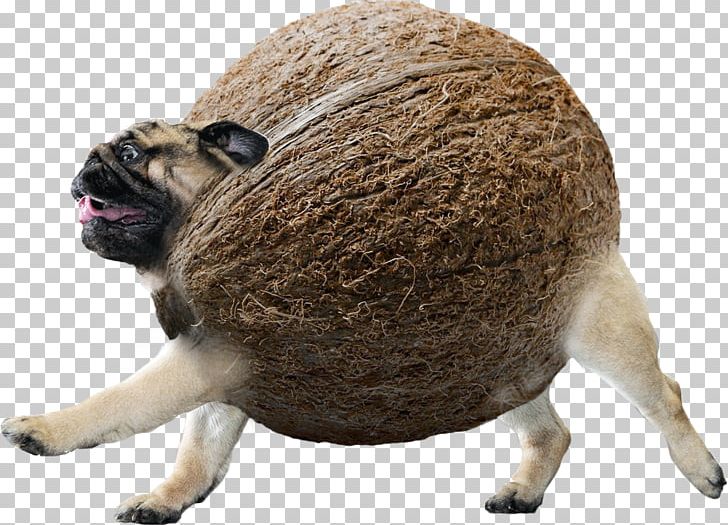 Pug The Elder Scrolls Online Puppy Dog Breed Snout PNG, Clipart, Animal, Animals, Breed, Canidae, Carnivora Free PNG Download