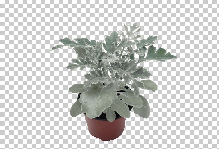 Silver Ragwort Ragworts Plants Cineraria Annual Plant PNG, Clipart,  Free PNG Download