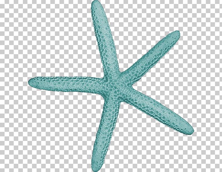 Starfish Yandex Album PNG, Clipart, Album, Animals, Aqua, Art, Atb Free PNG Download